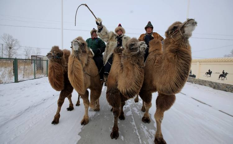 s11e26 — Гонка на верблюдах и как монголы спасаются от мороза