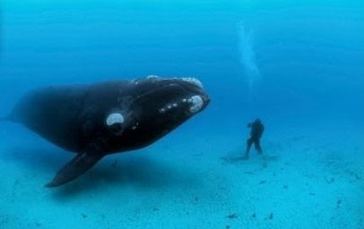 s01e35 — Diving with the Great Whales