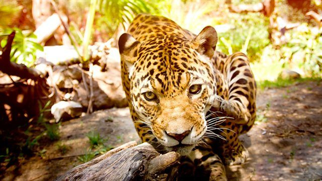 Big Cats