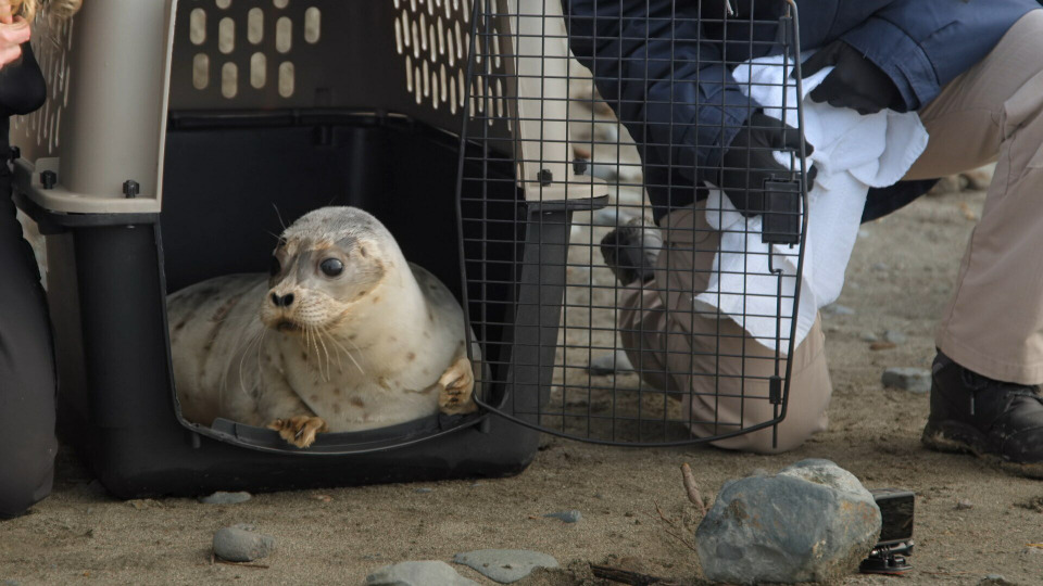 s02e04 — Alaskan Seal Rescue