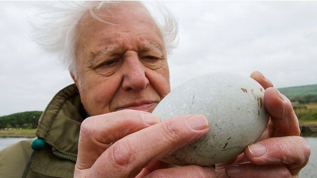 s38e01 — Attenborough's Wonder of Eggs