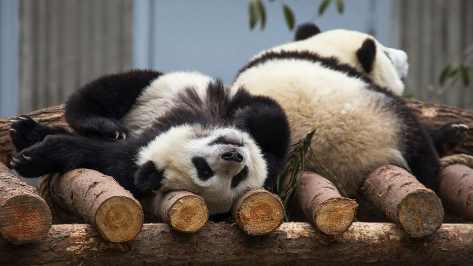 s01e03 — China's Pandas