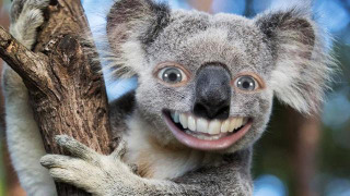 s09e25 — This Is A Koalaty Stream!