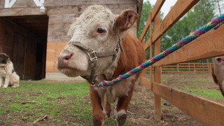 s11e09 — Don't Have a Cow