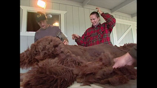 s02e22 — Alpaca Shearer