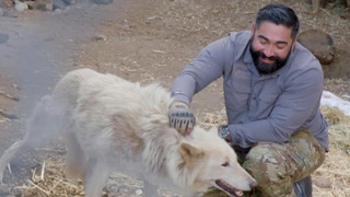 s01e07 — Wolf Rescue Mission