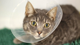 s11e04 — Oscar, Korky, Raz & Lishka