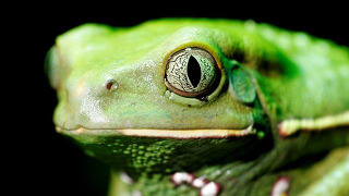 s01e01 — The Cold Blooded Truth