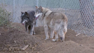 s01e05 — Operation Wolfguard