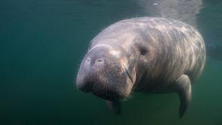 s01e05 — Manatee Rescue