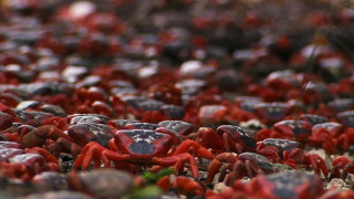 s01e05 — Night of the Christmas Crab