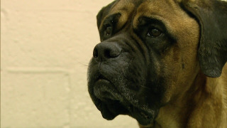s01e01 — Bear Rescue