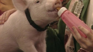 s03e06 — This Little Piggy