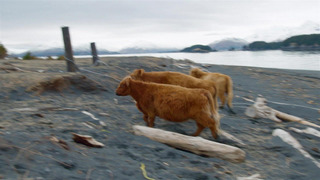 s11e05 — Boatload of Bull