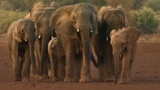s01e08 — Elephants on the Edge