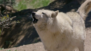 s01e08 — Protect the Pack