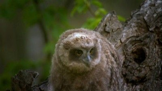 s01e02 — The Secret Forest