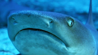 s01e03 — Open Ocean