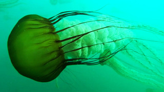 s01e05 — Seasonal Seas