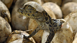 s01e05 — Armoured Giants