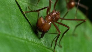 s01e07 — Army of the Ants