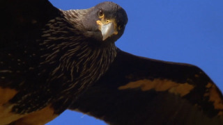 s01e01 — Falkland Island Invasion