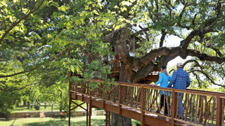 s07e01 — Bon-Appé-Treehouse