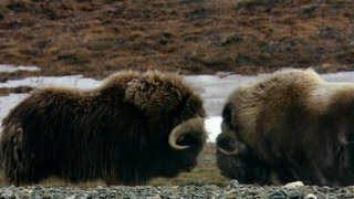 s01e05 — Arctic