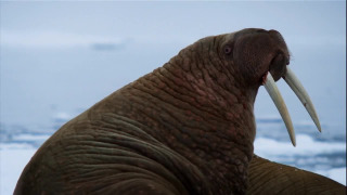 s01e10 — Natural Born Fighters