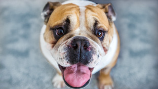 s11e02 — Buster, Doug & Rusty