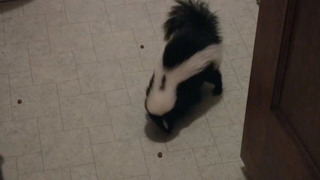 s01e06 — Stinky Skunks and Kangaroos