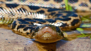 s01e04 — Sophisticated Serpents