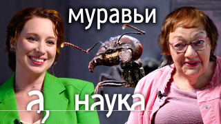 s08e14 — Муравьи: сексуальные эмоции, коллективный мозг, круг смерти, войны и матриархат