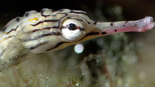 s01e06 — Coral Seas