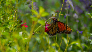 s01e02 — Monarchs Amazing Journey