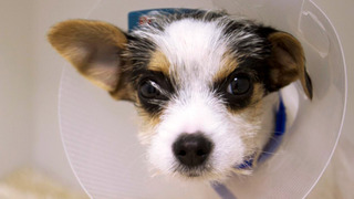 s11e01 — Teddy, Harvey & Juke