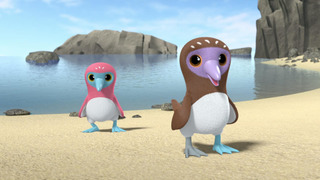 s01e13 — Eating Healthy with the Blue-footed Sula Birds