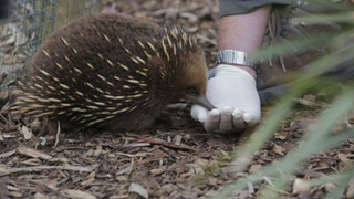 s03e09 — Tracking Tasmania's Tiger