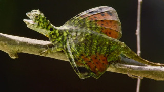 s01e09 — Kings of the Canopy