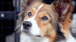 s11e05 — Arnold, Benji & Kyte