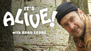 s01e13 — Brad Makes Mistakes