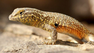 s01e03 — Dragons of the Dry