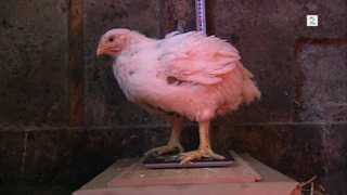 s02e04 — Kylling og McDonald's frokost