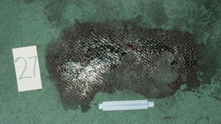 s15e08 — Kristi Koslow And Brian Salter