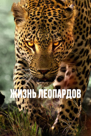 Жизнь леопардов