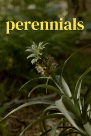 perennials