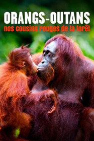 Orang-Utans - Borneos Waldmenschen