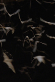 The Invisible Mammal