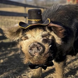 Bashi 'The Pig' — The Pig