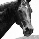 Highland Dale — Dan Patch, a Horse